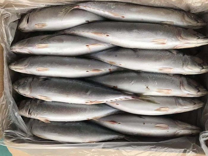 Seafood Frozen Fresh Pacific Mackerel Fish
